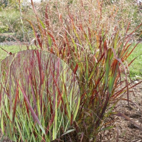 Panicum virgatum 'Kulsenmoor' - Vitshirss 'Kulsenmoor' P9/0,55L   